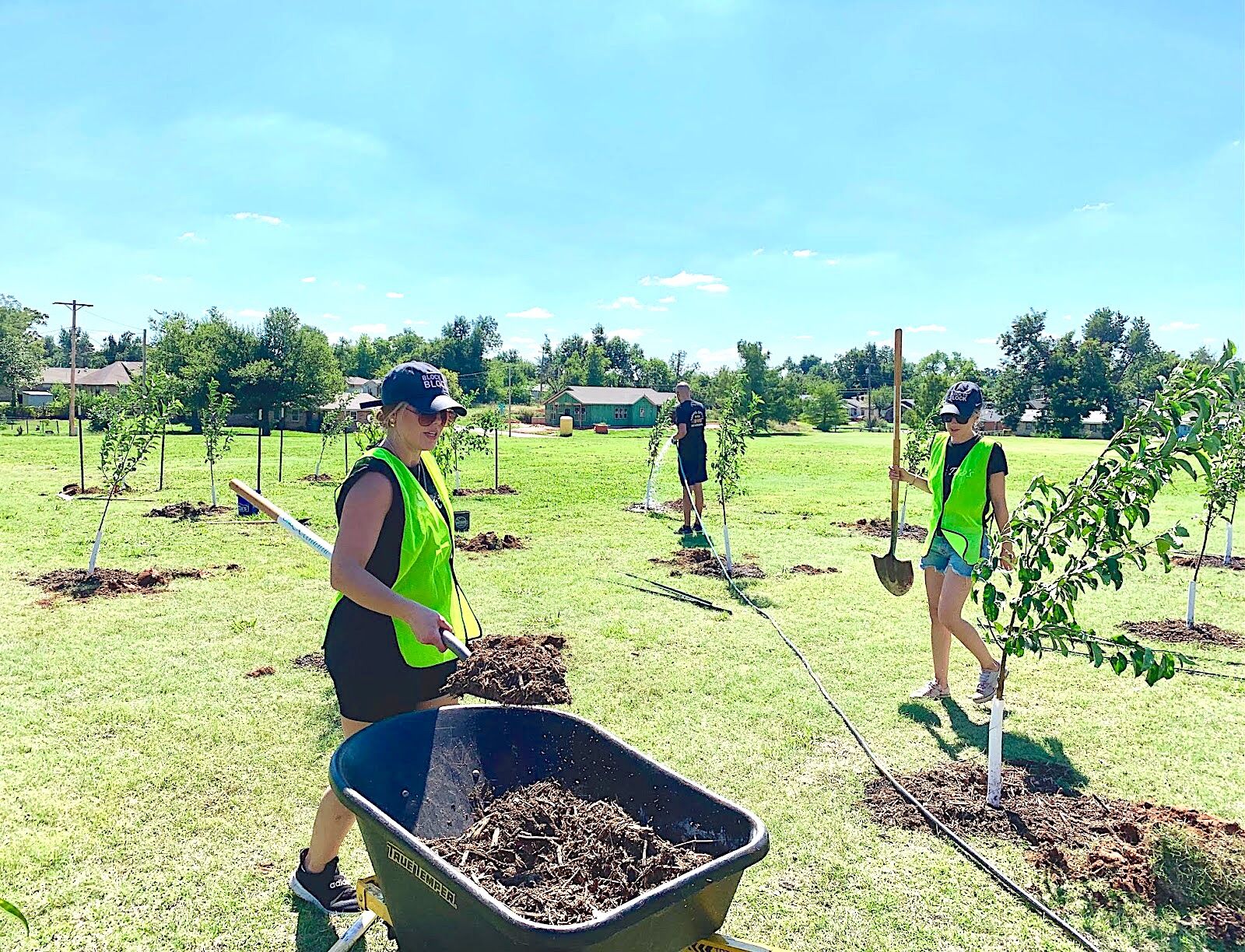 Pitts Park orchard